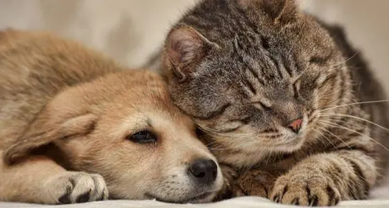 L'animale domestico è un bene di consumo, lo dice la Cassazione
