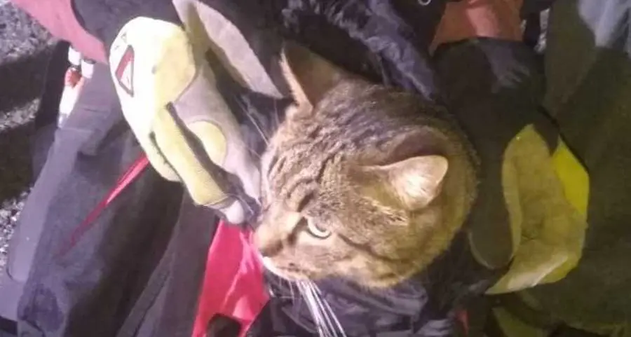 Salvato gattino bloccato in parete