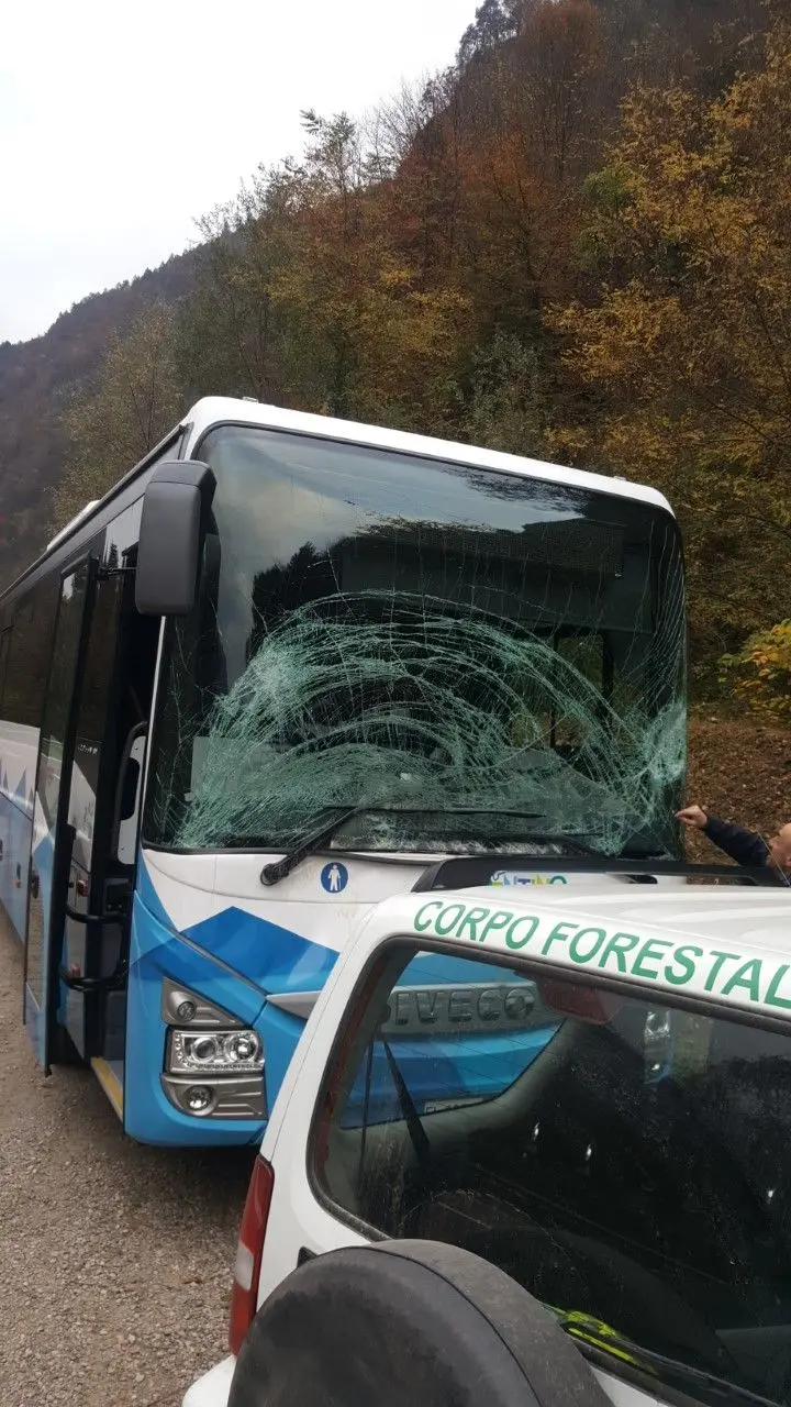 Comano, pullman degli studenti contro un cervo da 150 chili