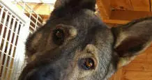 Shanti cerca coccole, prima era allo stato brado