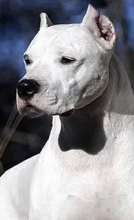 Razze canine «violente», moda e ignoranza le cause