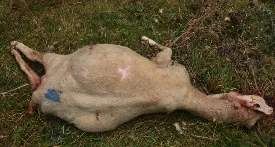 Silandro, «pecore uccise dai cani»