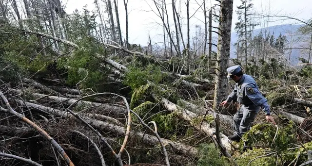 Danni ad altra foresta legno Stradivari