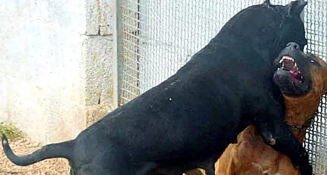 Aggredito da due pitbull muore, indagini