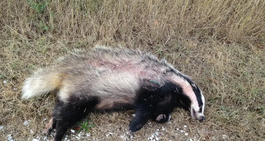 Magrè, tasso investito e ucciso sulla provinciale