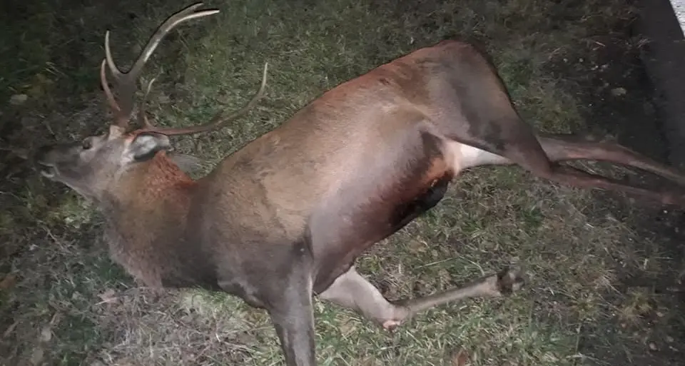 Centrano un cervo sulla strada: morto l'animale, illesi gli occupanti dell'auto