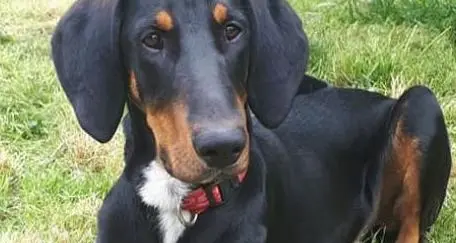 Nathan, cucciolo giocoso e vivace in cerca di coccole