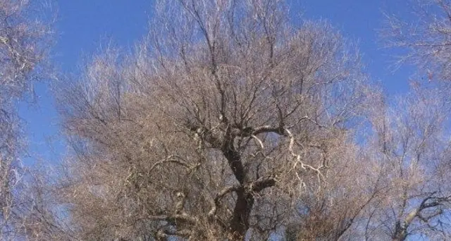 Xylella:Emiliano,favorito Piano Silletti