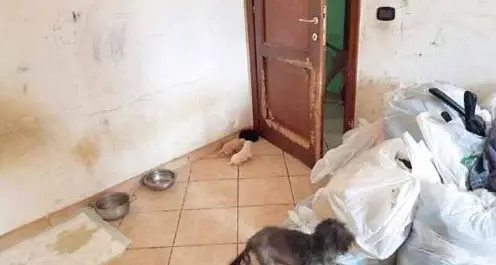 Coppia trentina fa vivere il figlio di 5 anni tra gli escrementi di cane
