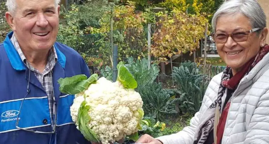 Il cavolfiore da record: oltre 2,5 kg