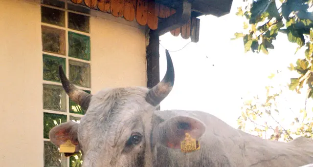 Veterinario ucciso da un toro imbizzarrito nel Bellunese
