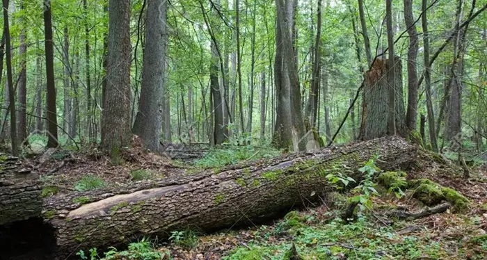 Muore sotto il tronco di un albero nei boschi di Villa Ottone