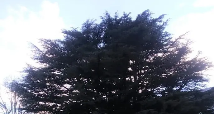 Monumenti naturali, il piano paesaggistico protegge 44 alberi
