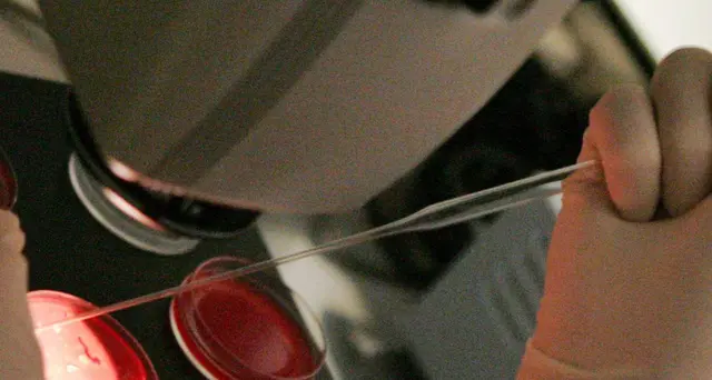 Nati con Dna modificato, il documento