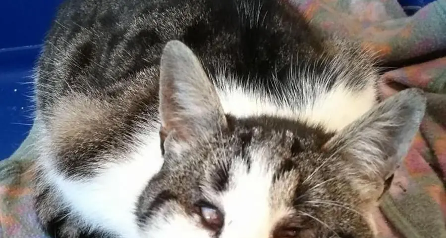 Una gatta “micro” a Sesto Pusteria è in cerca di amore