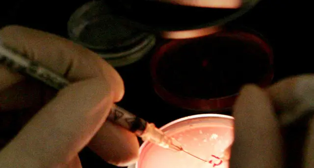 Dna modificato,altra gravidanza in corso