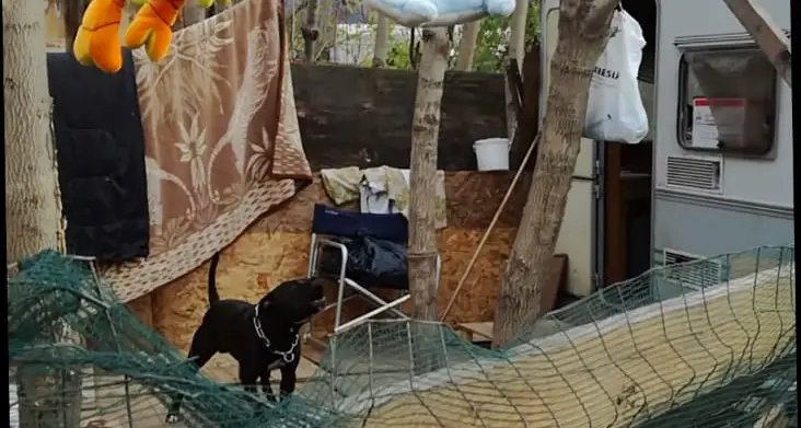 Confiscati dalla polizia municipale due cani Pit Bull Amstaff