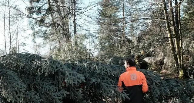 Abete bianco del Trentino al Quirinale