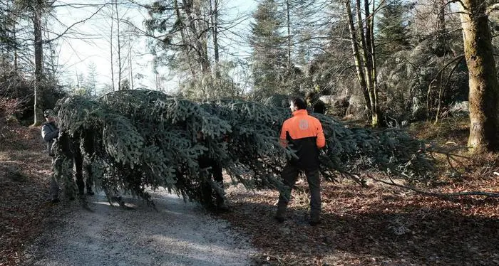 Un abete bianco del Trentino per il Natale in Quirinale