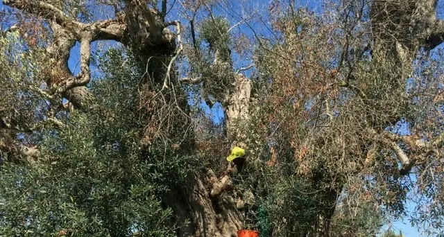 Xylella avanza verso Nord, è a Fasano