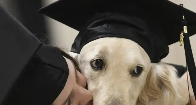 Laurea ad honorem ad un golden retriever