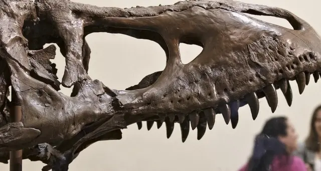 Italiano il più antico grandi dinosauri