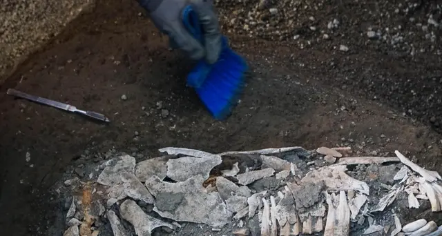 A Pompei il sauro bardato del generale