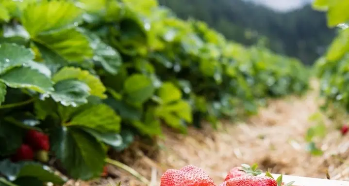 Ortaggi e i piccoli frutti, trend positivo