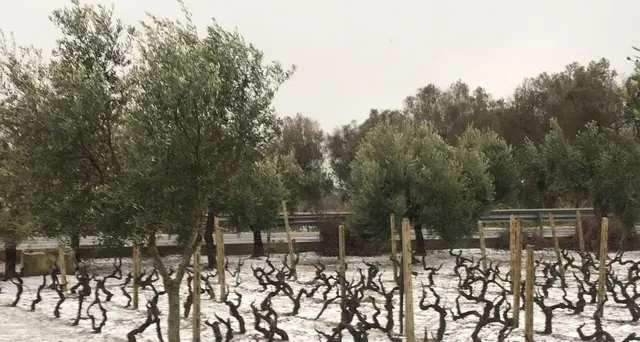 Imbiancati i vigneti del Negroamaro