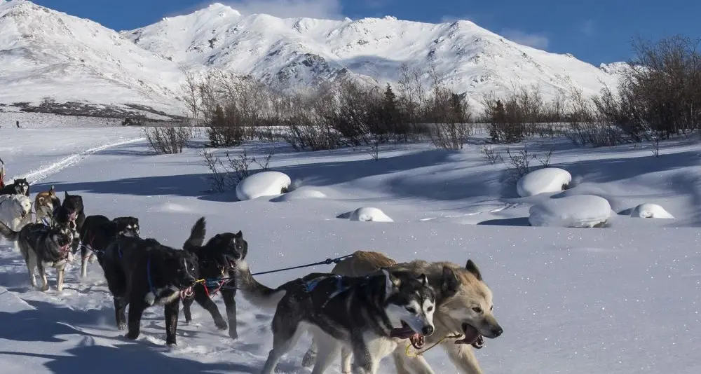 Finisce fuori strada con la slitta trainata dai cani: grave