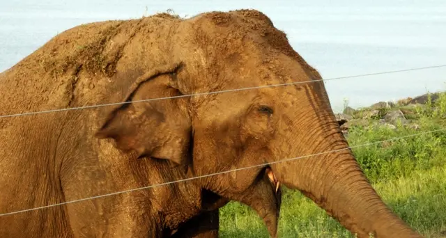 Cerca di ipnotizzare un elefante, muore calpestato dall'animale