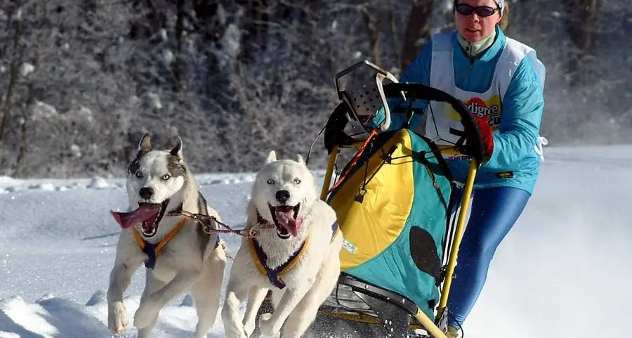 In slitta con i cani? «Mai in due»