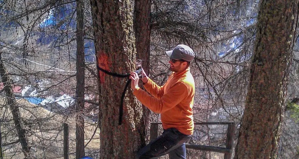 La ricerca altoatesina: i larici hanno caldo anche in montagna: soffrono la siccità