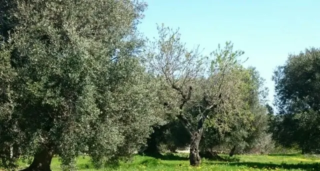 Trovato impiccato,moglie'è stato ucciso'