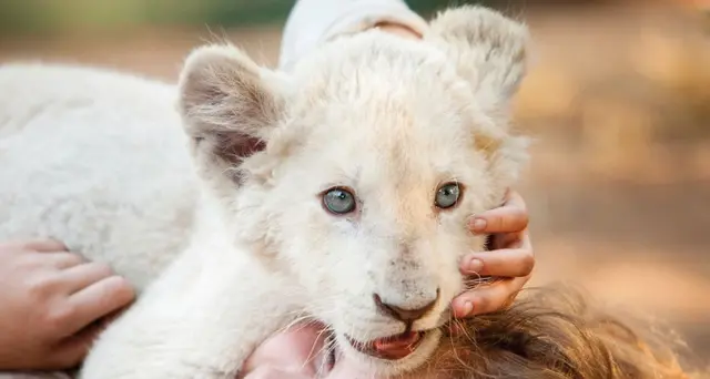 Mia e il leone bianco re incassi cinema