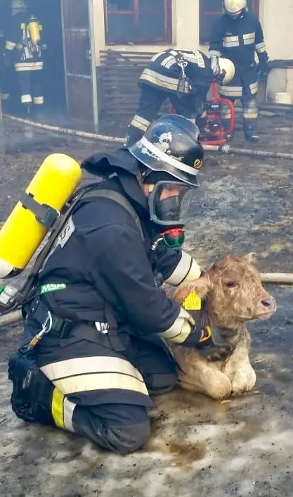 Vitellino impaurito salvato dalle fiamme