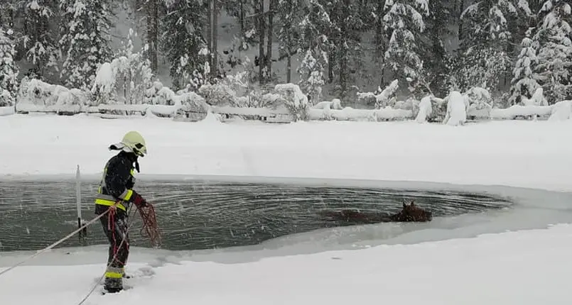 Cavallo finisce nel lago ghiacciato: salvato in extremis