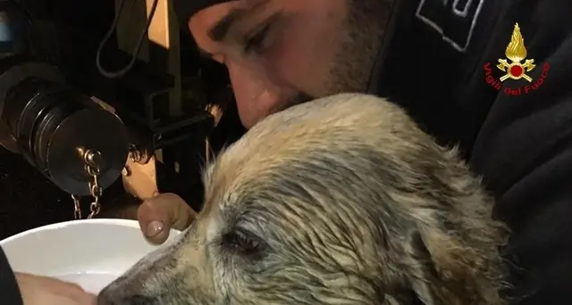 Cane svenuto in casa in fiamme, salvato