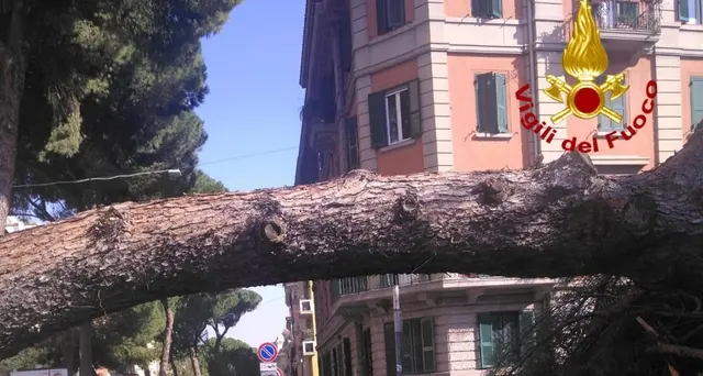 Cade pino davanti a liceo Roma