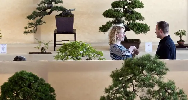 Rubati bonsai in Giappone, 1 ha 400 anni