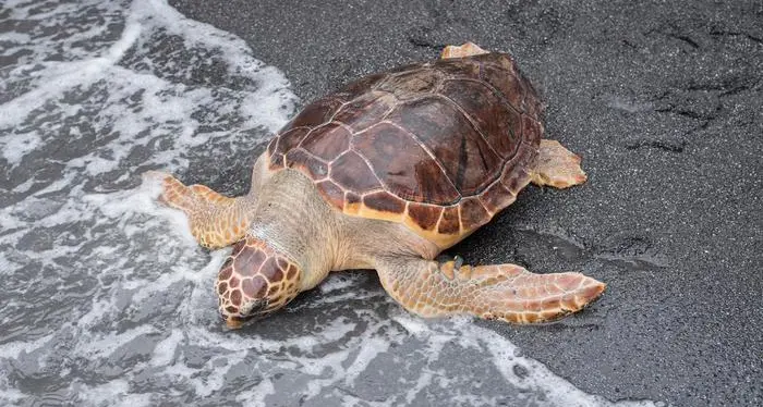 Tartarughe decapitate, si sospettano i riti scaramantici dei pescatori