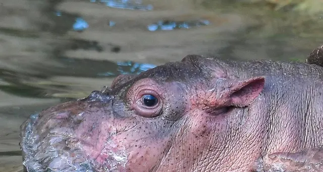 Kenya: italiano muore facendo jogging, forse ucciso da un ippopotamo