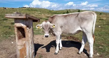 Mucca uccise un turista in Tirolo, contadino condannato a una multa di mezzo milione di euro