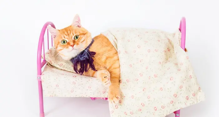 Se il padrone ha un caratteraccio, il gatto ha problemi di salute