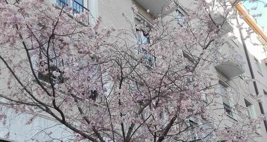 In Alto Adige un anticipo di primavera