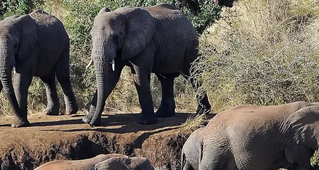 'Troppi elefanti',Botswana riapre caccia