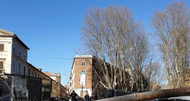 Cade albero su auto in centro, 2 feriti