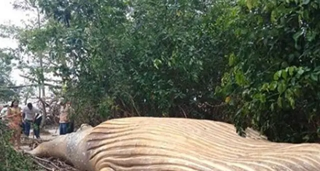 Balena trovata a 15 metri dalla spiaggia