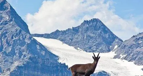 Parco dello Stelvio, accordi su turismo e biodiversità
