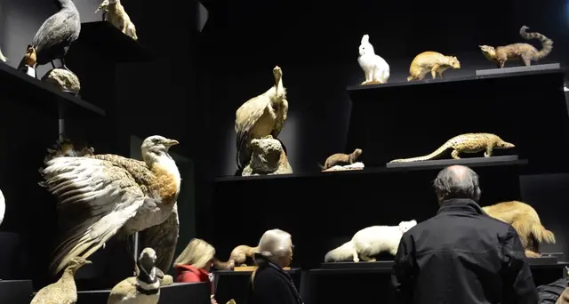 Tele del ciclo di Orfeo a Palazzo Reale